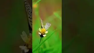 macro photography with mobile tips| Beautifull Butterfly and flower #shorts #ytshorts #trending