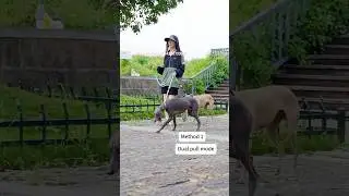 Must-Have Dog Leash Walk Two Dogs  