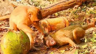 Poor Bree 😭😭! Why do like this on Bree / Monkey Post