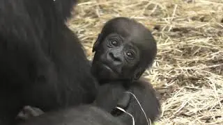 Gorilla's eating and gorilla baby 16 days old in Safaripark Beekse Bergen