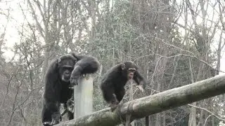 Daddy, come and get me! by Dill おとうちゃん、僕をつかまえてごらん！ディル　Chimpanzee  Tama Zoological Park