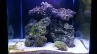 Primer coral - Clavularia viridis