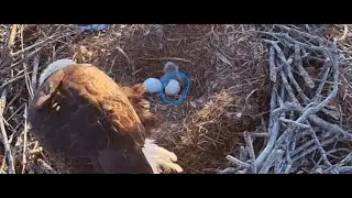 Eagle Nest Live Texas on 1/1/26 New hatchling eaglet bottom side stuck to the shell