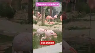 DIA EN FAMILIA @zoomtv @FAMILY ZOO