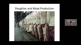 Beef Economic Climate and Outlook - November 12, 2025