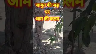 जामुन पर आम की कलम #mango #jamun #farming #jpblogs #kheti #plants #planting #aam #kalam #viralblogtv