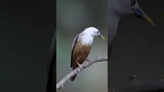 Amazing Finch Blue Eyes