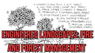 Engineered Landscapes: Fire and Forest Management in North America