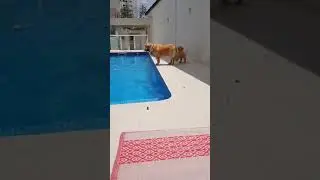 Dog Gets Pushed In The Pool 😂