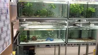 Room 1 Hermann Ernst Magoschitz Zuchtanlage / Breeding Room 2019