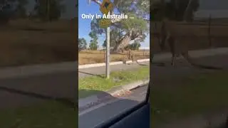 Only in Australia&hellip;..!!! #australia #melbourne #roo #kangaroo #fyp #wildlife #funny