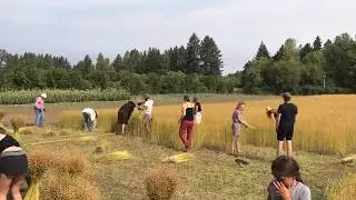 Oregon Fiber Flax Harvest 2017