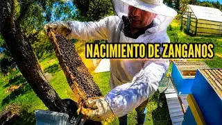 SECRETOS Y CONSEJOS DEL APIARIO 🐝🗳️