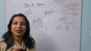 Part 15: Human Excretory System; Types of Nephron