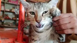 Cat mating 😺#animals funny loughing cat