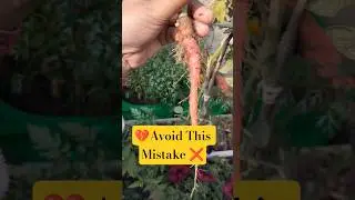 गमले में उगाए गाजर🥕, Gajar Thinning Zaroori hai ✅ #carrot #plants #winter #ytshorts