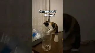 şımarık kimyon