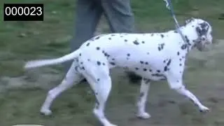 Dog Walk Cycle Reference