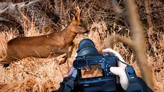 10 Minuten entspannte POV Wildlife Photography mit Sigma 150-600 DG DN