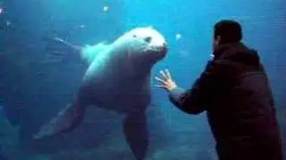 Sea Lion Antics