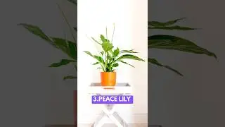 Best 5 TV Side Indoor Plants 🌿 | Stylish & Low-Light Plants #houseplants #indoorplants #shorts