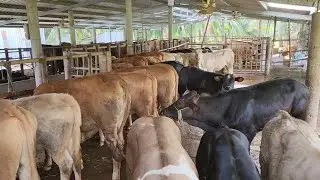 13_1_2026_ trại bò thành trung 2 _về mẹ con bò chữa LH 0977792285