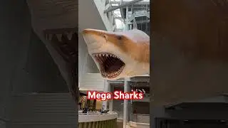 Mega Sharks @ The Natural Museum #tourism