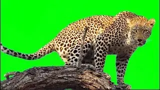 Leopard In Tree - GREEN  SCREEN [FREE USE]