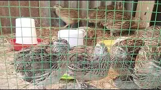 Live কোয়েল বার্ড নিয়ে সরাসরি লাইভ#Live India Australia Indonesia USA #uk India Bangladesh #birds