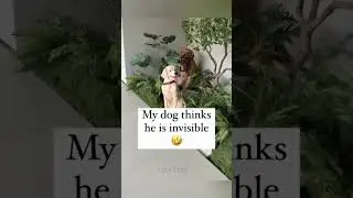 My Dog Thinks He's Invisible 😂 #shorts #dog #youtubeshorts #funny