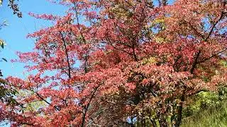 Red foliage in autumn