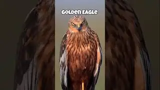 Animals that are faster than the sports car. #animals #shorts