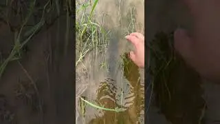 #shortvideo #fishing #turtlerelease #fishingequipment #carpfishing #fishinggear #shortsviral #carp