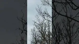 Carrion crows fighting a Buzzard