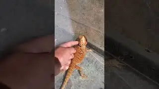 Bearded Dragon Bath 🦖💦