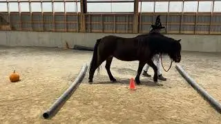 Starter Horse Agility Competition with Cessa and Poppy #horseagility #newfoundlandpony 
