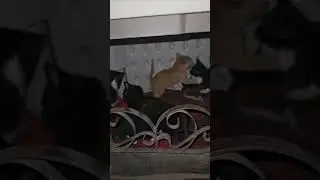playtime shenanigans [StaticStrykes kittens at it again]
