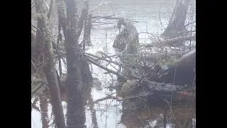 Fototrampeo humedales noviembre parte 1, Rascón, Cormoranes.....