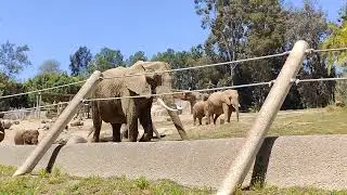 The Elephants are coming over