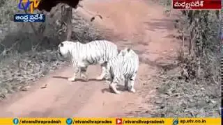 World's First Sanctuary for White Tigers | in Madhya Pradesh