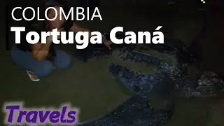 🥚Un espectáculo NATURAL único el DESOVE de 🐢TORTUGA caná en Triganá, Colombia