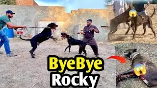 Heavy Bully Dog Badshah Win