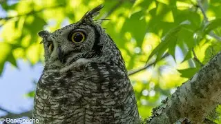Spotted Eagle Owl - Bird Guide South Africa