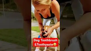Dog toothbrush & toothpaste 😂#dog #cat