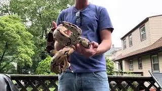 Suriname Boa.Bob Futo Bloodline Litter Due