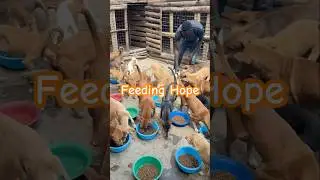 Hope in Every Bite: Feeding Our Rescue Dogs at Hope Rescue Shelter 🐾