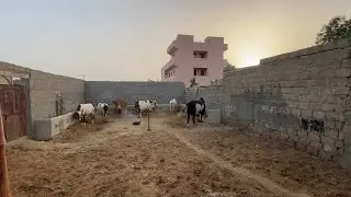 Farm Ko Ya Kia Howa 😍 