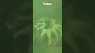 Cannot Believe This Timing! #Zelda #BOTW #shorts