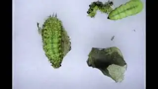 Metamorphosis: Io Moth Caterpillars Pupate