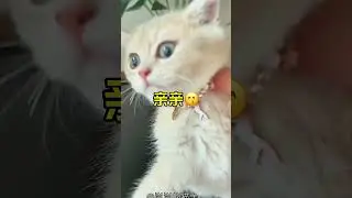 Cat Addiction Strikes Again... #CatObsession #BlueGoldenGradient...